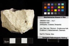 Foto (Objket + Etiketten) von Decapoda indet. 